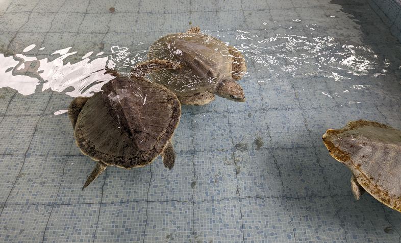 Sanur Turtle Conservation Centre with beautiful turtles