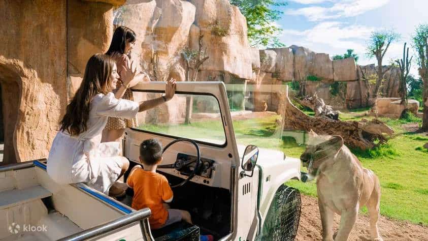 A family WHO have travelled from Sanur to Bali Zoo are enjoying looking at Lions